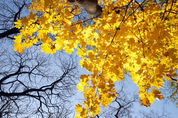 Złota jesień — Zdjęcie stockowe