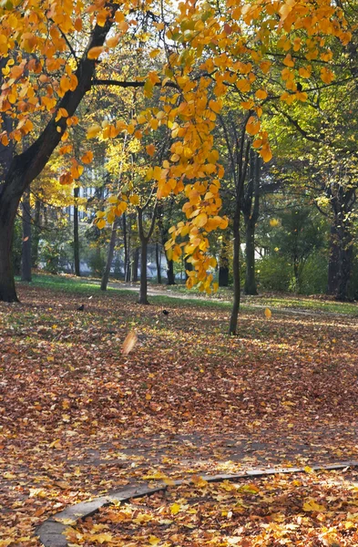 Осенний парк — стоковое фото