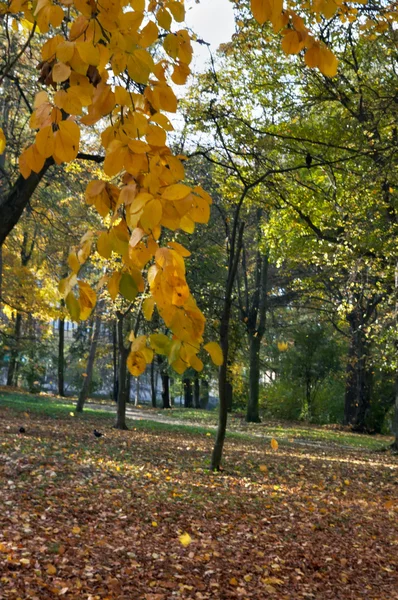 Осенний парк — стоковое фото