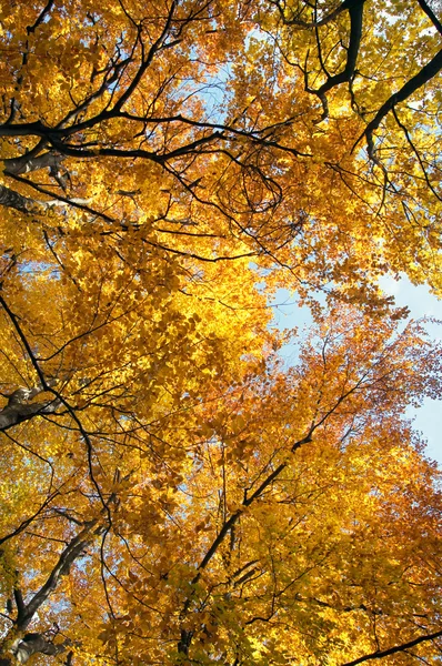 Hösten guld — Stockfoto