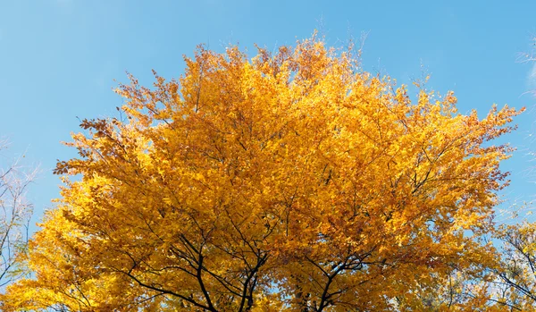 Arany ősz — Stock Fotó