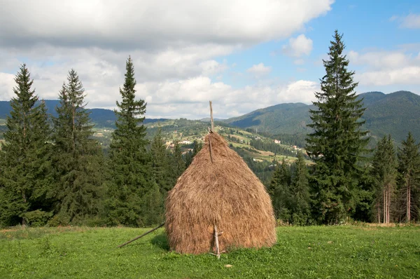 Летний горный луг — стоковое фото