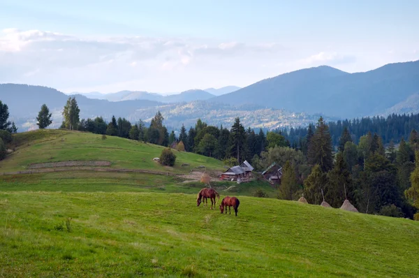 Pferde am Berghang. — Stockfoto