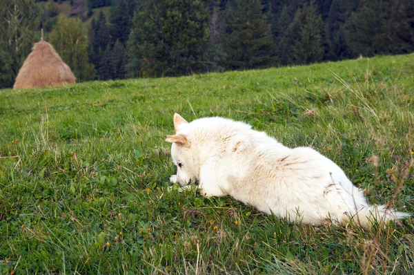 山草原犬 — ストック写真