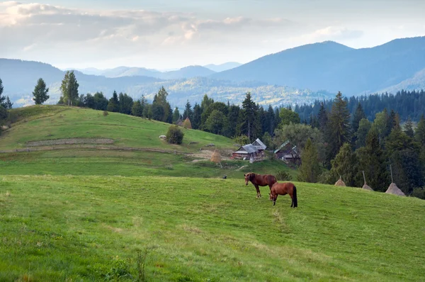 Koně na hory. — Stock fotografie
