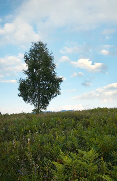 Lonely birch — Stock Photo, Image