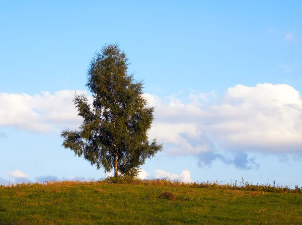 孤独桦木 — 图库照片