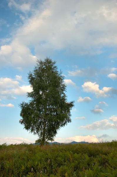 외로운 자작나무 — 스톡 사진
