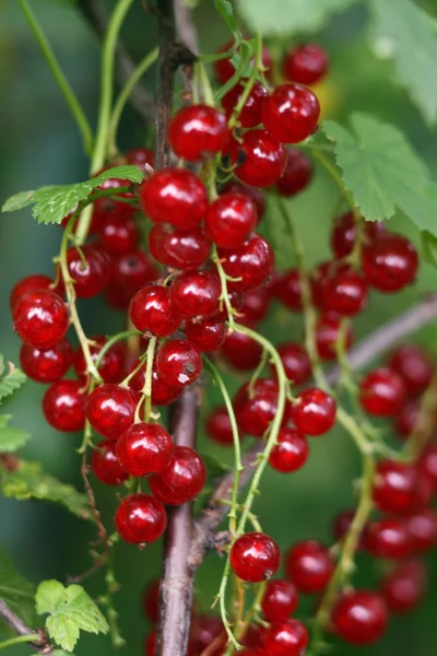 Red currant Royalty Free Stock Photos