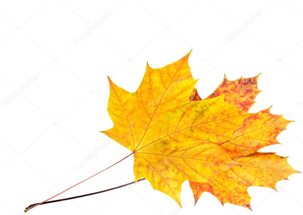 Autumn maple leaf isolated on white