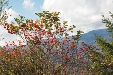 Kartopu bush