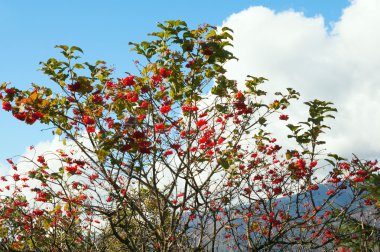 Viburnum bush clipart