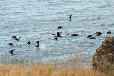 Cormorants clipart