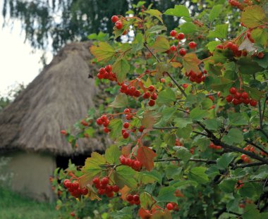 Viburnum bush clipart