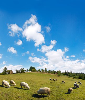 Sheep herd on mountain clipart