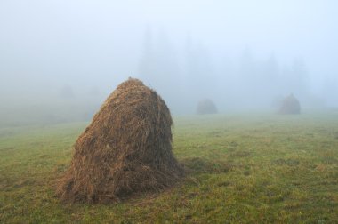 haystacks, Puslu sabah