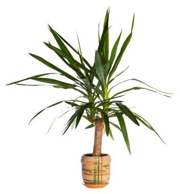 House palm (yucca) clipart