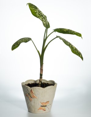 Ev bitki (Dieffenbachia picta)