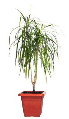 House palm (Dracaena marginata) clipart