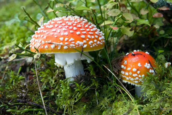 Roter Fliegenpilz — Stockfoto