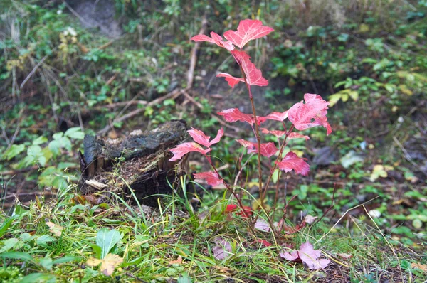 Litet hösten träd — Stockfoto