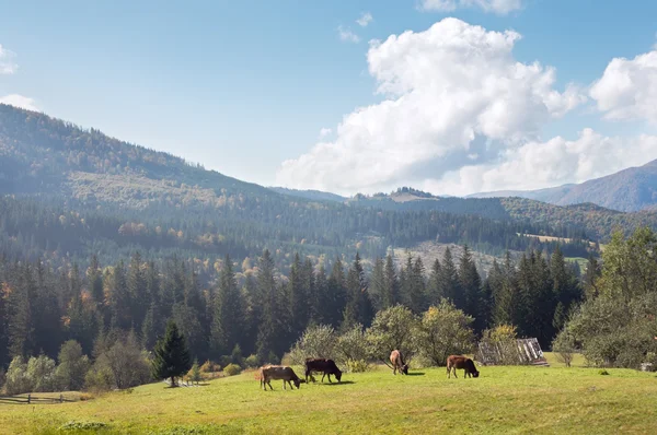 放牧牛のグループ — ストック写真