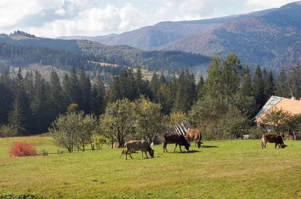 Kuhgruppe auf der Weide — Stockfoto