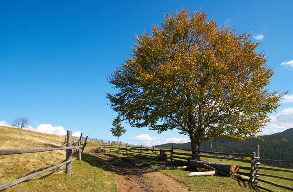 Sonbahar kayın ağacı ve yol — Stok fotoğraf