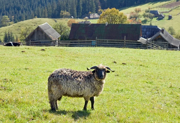 Owiec w górach — Zdjęcie stockowe