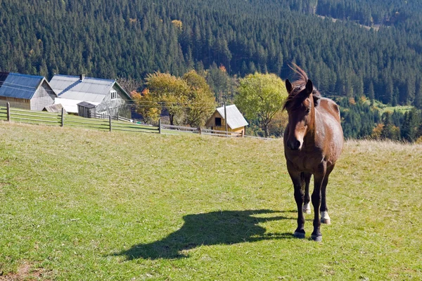 Horse on mountain — Stock Photo, Image