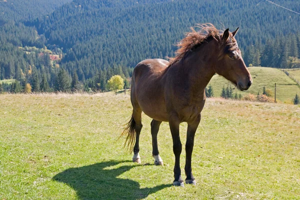 Häst på berg — Stockfoto
