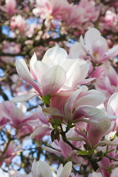 Árbol de magnolia — Foto de Stock