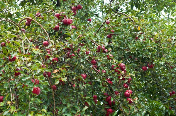 Gałązka jabłoni — Zdjęcie stockowe