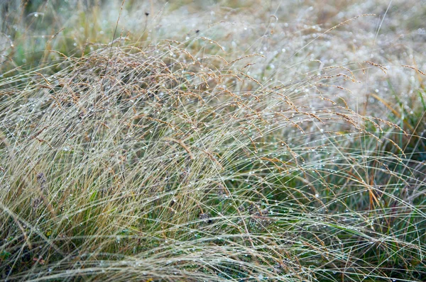Роса и трава — стоковое фото