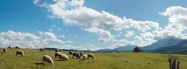 在高原上的绵羊群 — 图库照片