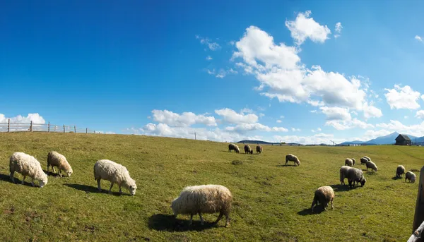 在高原上的绵羊群 — 图库照片