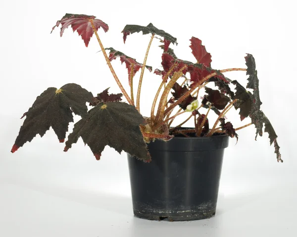 Huis plant (Begonia) — Stockfoto