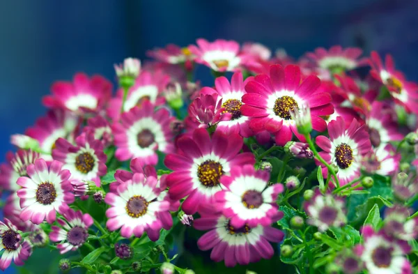 Blommande växt — Stockfoto
