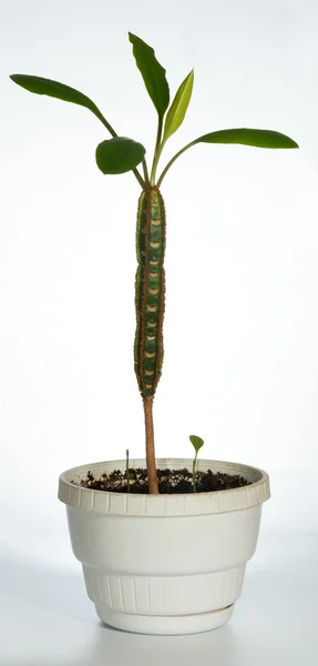 Huis plant (Euphorbia) — Stockfoto
