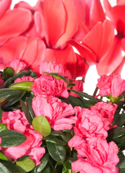 Huis bloemen achtergrond (azalea, cyclamen) — Stockfoto