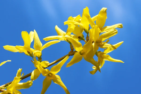 Flores amarillas (Forsythia ) — Foto de Stock