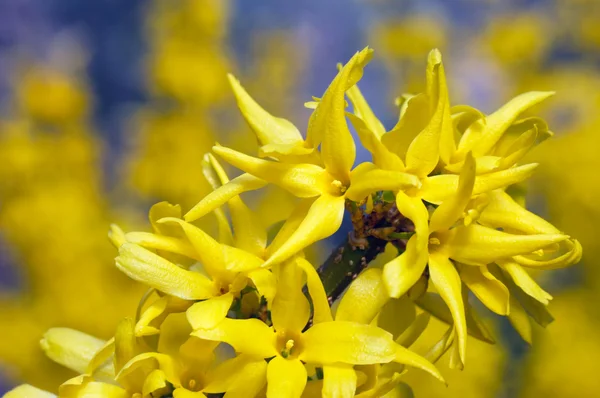 Żółte kwiaty (Forsythia) — Zdjęcie stockowe