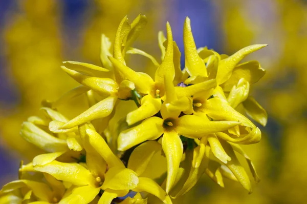 黄色的花 (连翘) — 图库照片