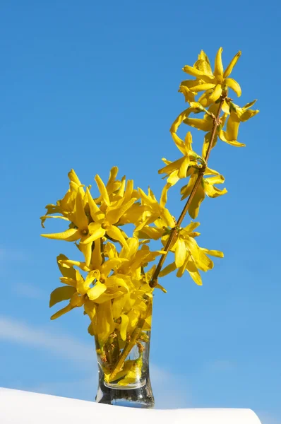Gula blommor (Forsythia) — Stockfoto