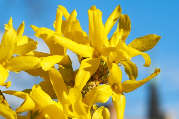 Yellow flowers (Forsythia) — Stock Photo, Image