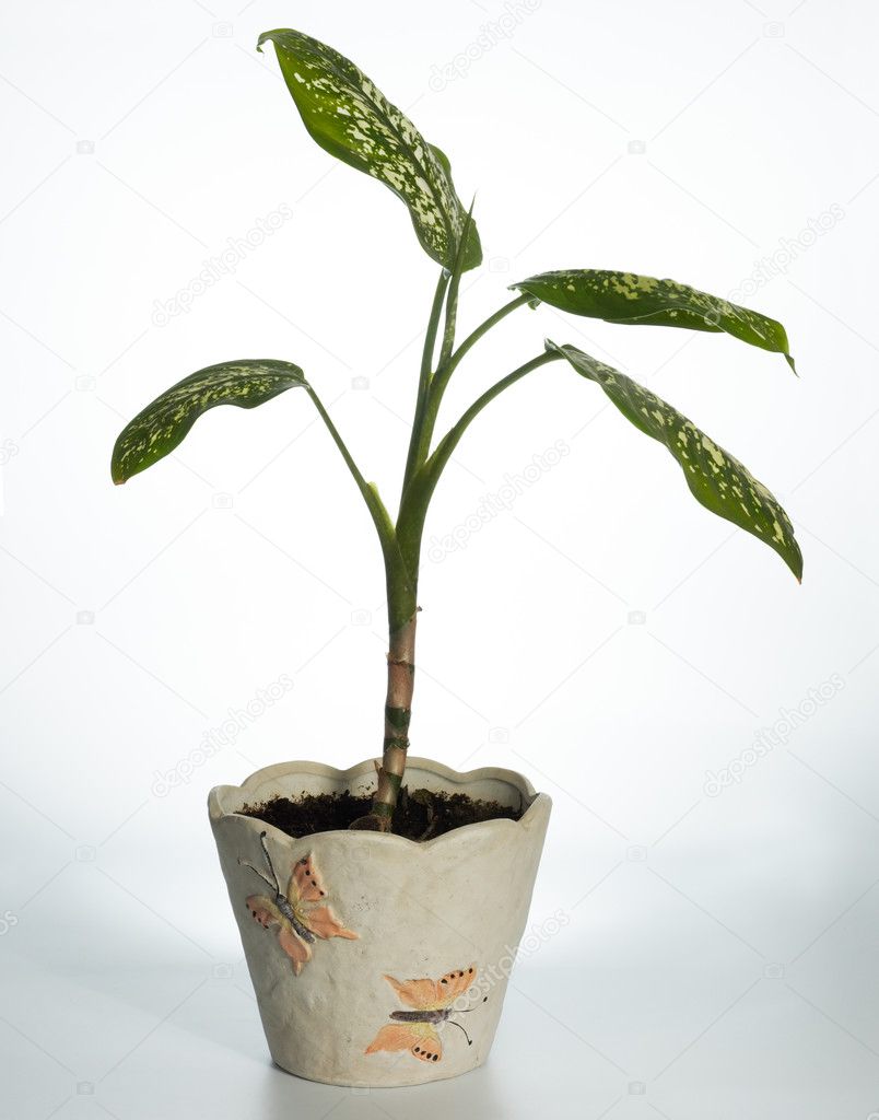 Home plant (Dieffenbachia picta)