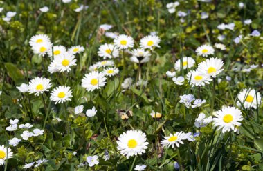 Daisy flowers on grass clipart