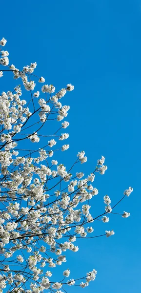 꽃이 만발한 벚꽃 나무 나뭇가지 — 스톡 사진