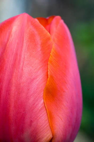 Tulipan (makro) — Zdjęcie stockowe