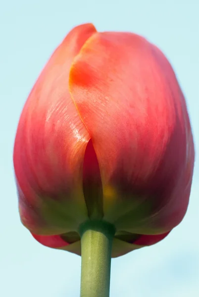 Tulipán (macro ) — Foto de Stock